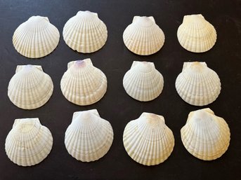 Twelve Vintage Natural Scallop Shells Appetizer Plates