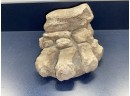 Coryphodon Dinosaur Foot Fossil Plaster Cast. Pictures Not Included.