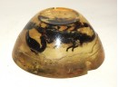 Old Scorpion Paperweight  Real Specimen