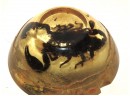 Old Scorpion Paperweight  Real Specimen