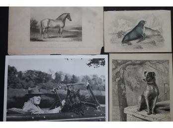 Assorted Lot Of Animal Antique Vintage Etchings Prints & Photos