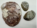3 Natural Abalone Shells
