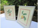 Pair Of Langlois Cherry And Peach Fruit Botanical Prints