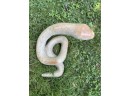 Rare And Exquisite Artist- Sculpted Stone Coiled Snake         A5