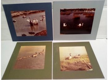 Four Matted Photos Of Water Fowl  (Geese Mats Signed By Hermine Duthie) Riverside, CT & Oregon 212/ WA-B