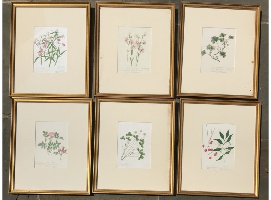 Set Of Botanical Prints