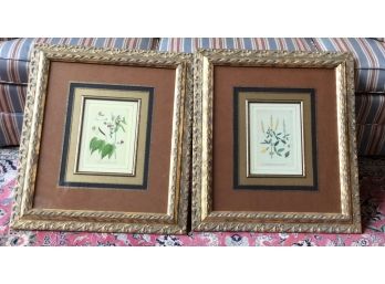 Pair Of Botanical Prints Framed And Matted