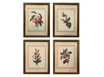 Vintage P.J Redout  Botanical Prints, Set Of 4