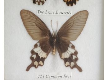 Vintage Butterfly Specimen Display - Framed Art