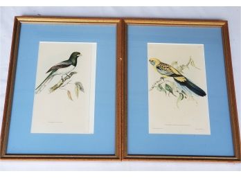 Pair Of Framed Matted Colorful Bird Prints