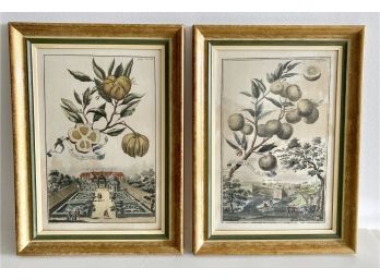 Pair Of Antique Botanical 'Fruits'  Prints By Volkhammer 22' X 16'