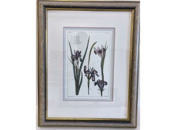 Ethan Allen Botanical Iris Print W/ Paisley Frame 21' X 26'