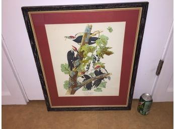 Framed Pileated Woodpecker From John James Audubon. Frame Measures 19 11/16' X 23 5/8'.