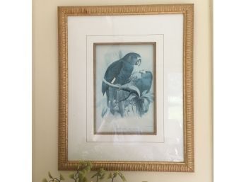 Vintage Framed Parrot Prints In Gold Frames, Set Of Two