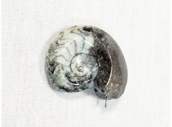 Stone Ammonite Fossil Rock Pendant