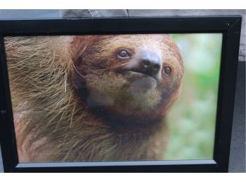 Wildlife Art - Sloth