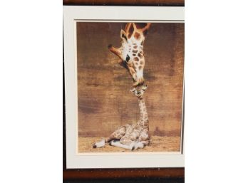 Delightful Mother Giraffe And Calf