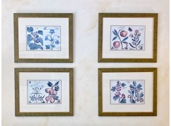 Set Of 4 Framed Botanical Fruit Prints