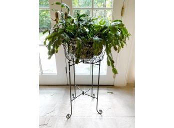 Plant Stand With  Live Plant