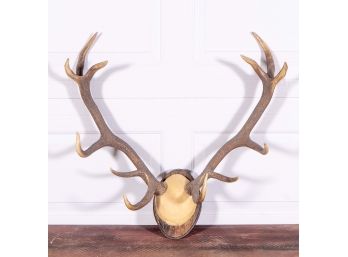 Mounted 12 Point Stag's Rack