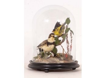 Taxidermy Finch Display