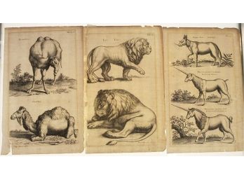 Three Antique Matthaus Merian (The Younger) B&W Engraving On Linen - Pages Of Animals - Camel, Lion, Unicorn