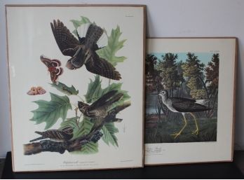 Pair Of Audubon Prints