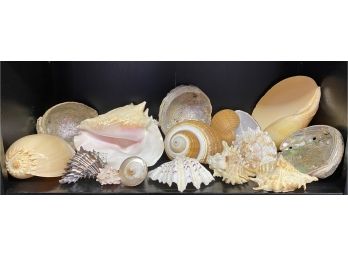 Amazing Shell Collection
