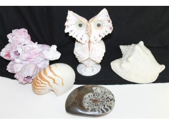 Shell Art And Fossil Lot