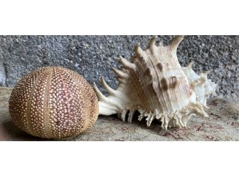 2 Very Pretty Sea Shells Although Not Buy The Sea Shore