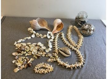 Large Lot Of Shells