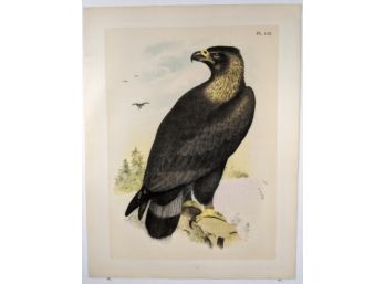 Superb Antique Hand Colored Lithographic Book Plate Eagle 'The Birds Of North America' 1888