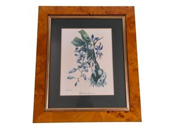 S. Holden Del & Lith. Botanical Print In A Burl Wood Frame
