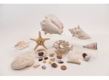 Collection Of Shells, Sea Coral And More