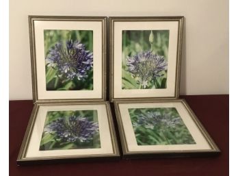 Flower Photography Prints 4 Matching Silver-tone Wash Frames