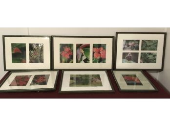 Flower & Nature Photos/Butterfly’s Framed Lot Of 6