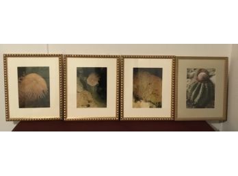 Gold Gilded Frames, Photography Photos Of Underwater Flora 4
