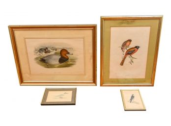Collection Of Four Duck And Bird Framed Vintage Prints