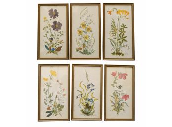 Set Of Six Botanical Hand Colored Prints Under Glass - Pencil Signed
