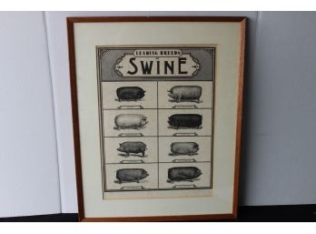 Signed And Numbered Pig Swine Large Farm Print In Frame