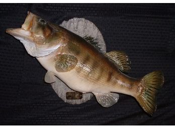 Great Vintage Taxidermy Large Mouth Bass ~ 8 Lbs ~ 24in. ~ Caught 2-25-83 ~ West Lake Toho