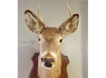 Heres Looking At You Deer