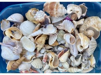 Seashells By The Sea Shore Who Doesn't Like Shells
