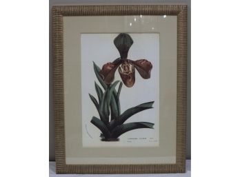 Lovely Large Orchid Botanical Print
