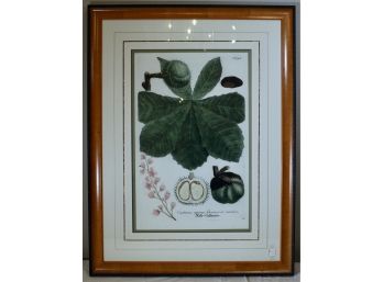 Large Chestnut Botanical Print