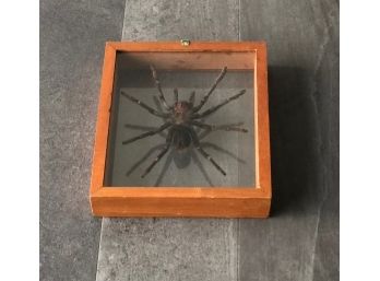 Real Taxidermy Tarantula Spider Framed