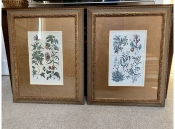 Coordinating Pair Of Large Botanical Prints In Fabulous Frames