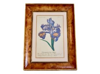 Vintage French Floral Watercolor 'Ultramarine Iris Major' - Retail $545
