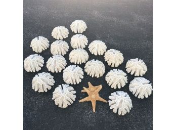 Set Of Coral Pieces  Starfish
