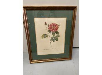Beautiful Large Rosa Botanical Artwork In A Lovely Frame - Condition Consistent With Age
